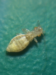 Trogium pulsatorium
