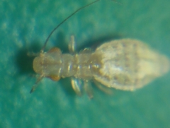Trogium pulsatorium