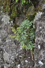 Alchemilla amphisericea