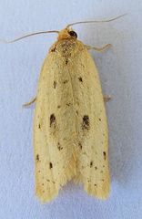 Clepsis anderslaneyii