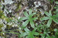 Alchemilla amphisericea