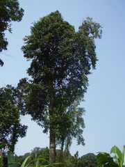 Rothmannia urcelliformis