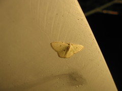 Comostola meritaria