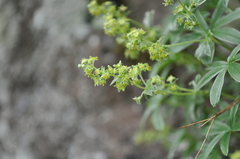 Alchemilla amphisericea