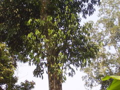 Rothmannia urcelliformis