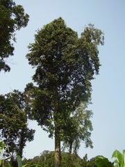 Rothmannia urcelliformis