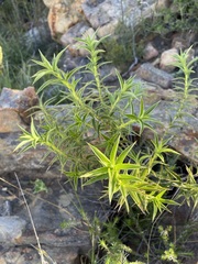 Cliffortia acanthophylla