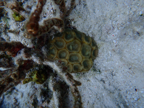 Favites rotundata