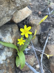 Pauridia gracilipes gracilipes
