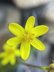 Pauridia gracilipes gracilipes