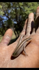 Plestiodon tetragrammus brevilineatus