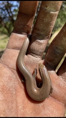 Plestiodon tetragrammus brevilineatus