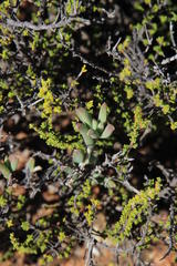 Trichodiadema rogersiae