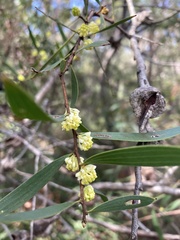 Hakea falcata