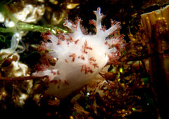 Dendronotus rufus