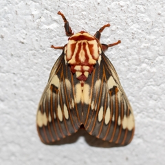 Citheronia splendens