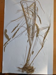 Muhlenbergia andina