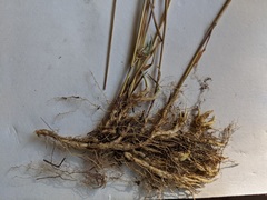 Muhlenbergia andina