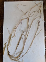 Muhlenbergia andina