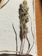 Muhlenbergia andina