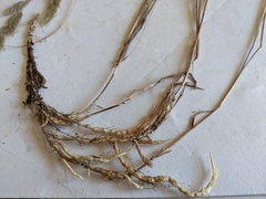 Muhlenbergia andina