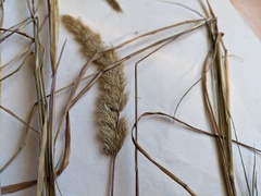 Muhlenbergia andina