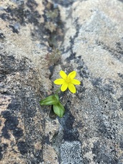 Pauridia gracilipes gracilipes