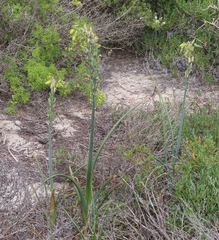 Albuca grandis