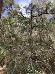Hakea falcata