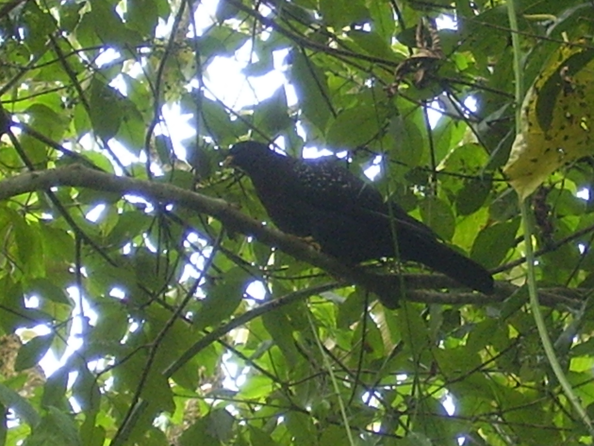 Sao Tome Olive Pigeon (Columba thomensis), photo 3