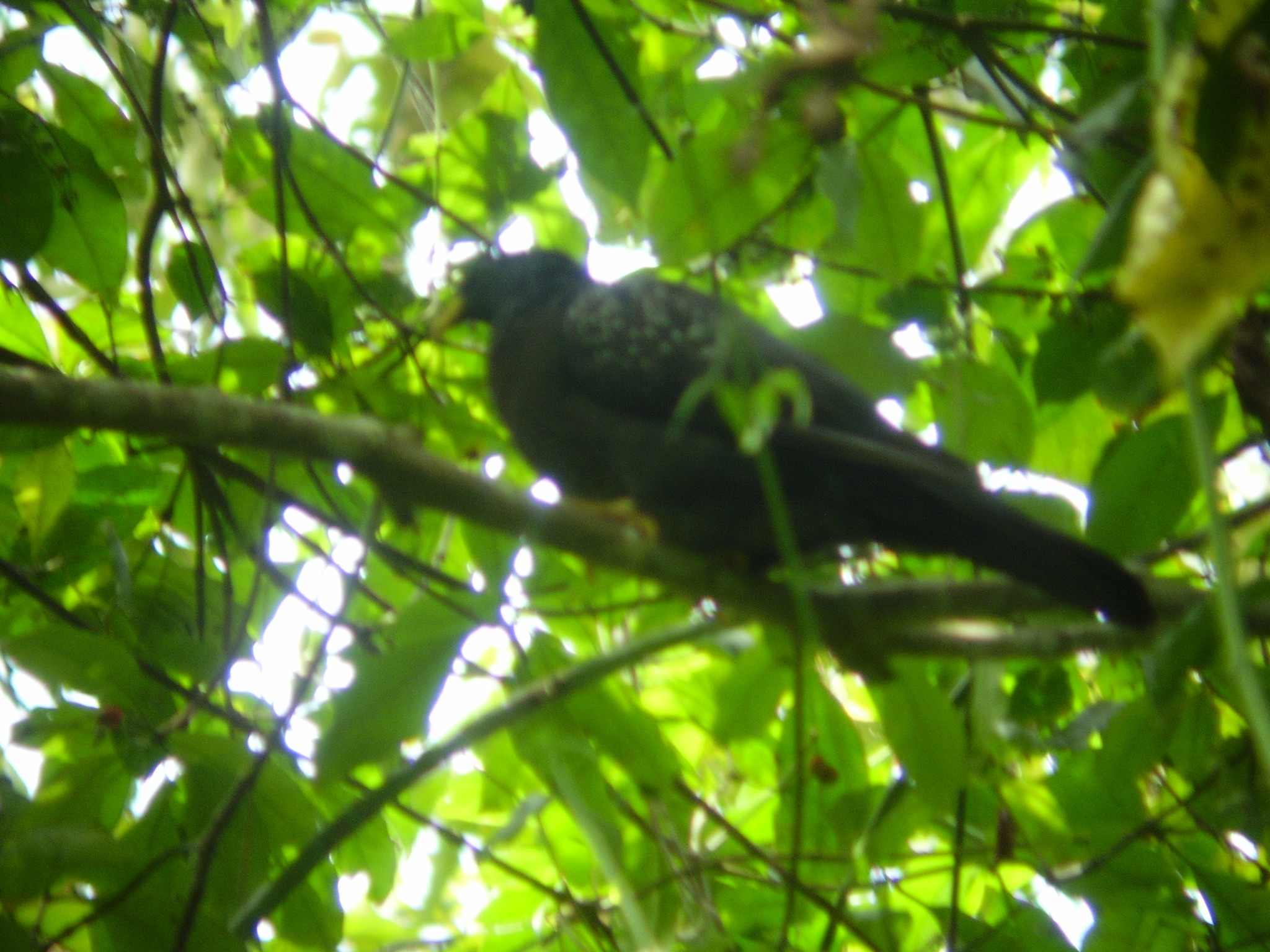 Sao Tome Olive Pigeon (Columba thomensis), photo 4
