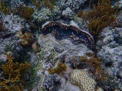 Tridacna derasa