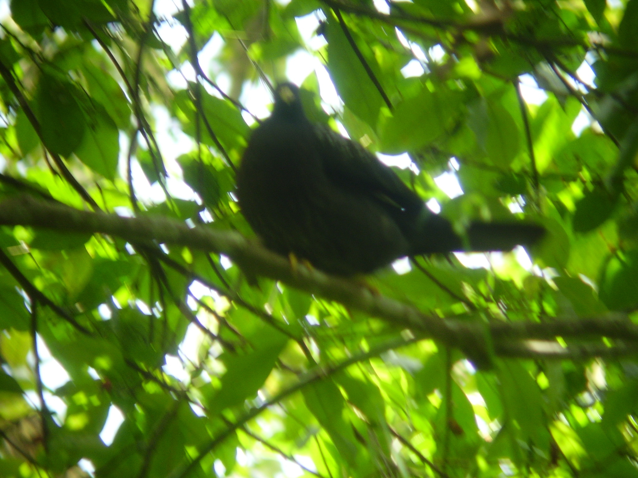 Sao Tome Olive Pigeon (Columba thomensis), photo 5
