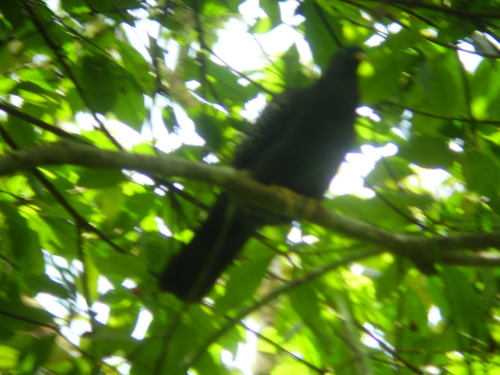 Sao Tome Olive Pigeon (Columba thomensis), photo 6