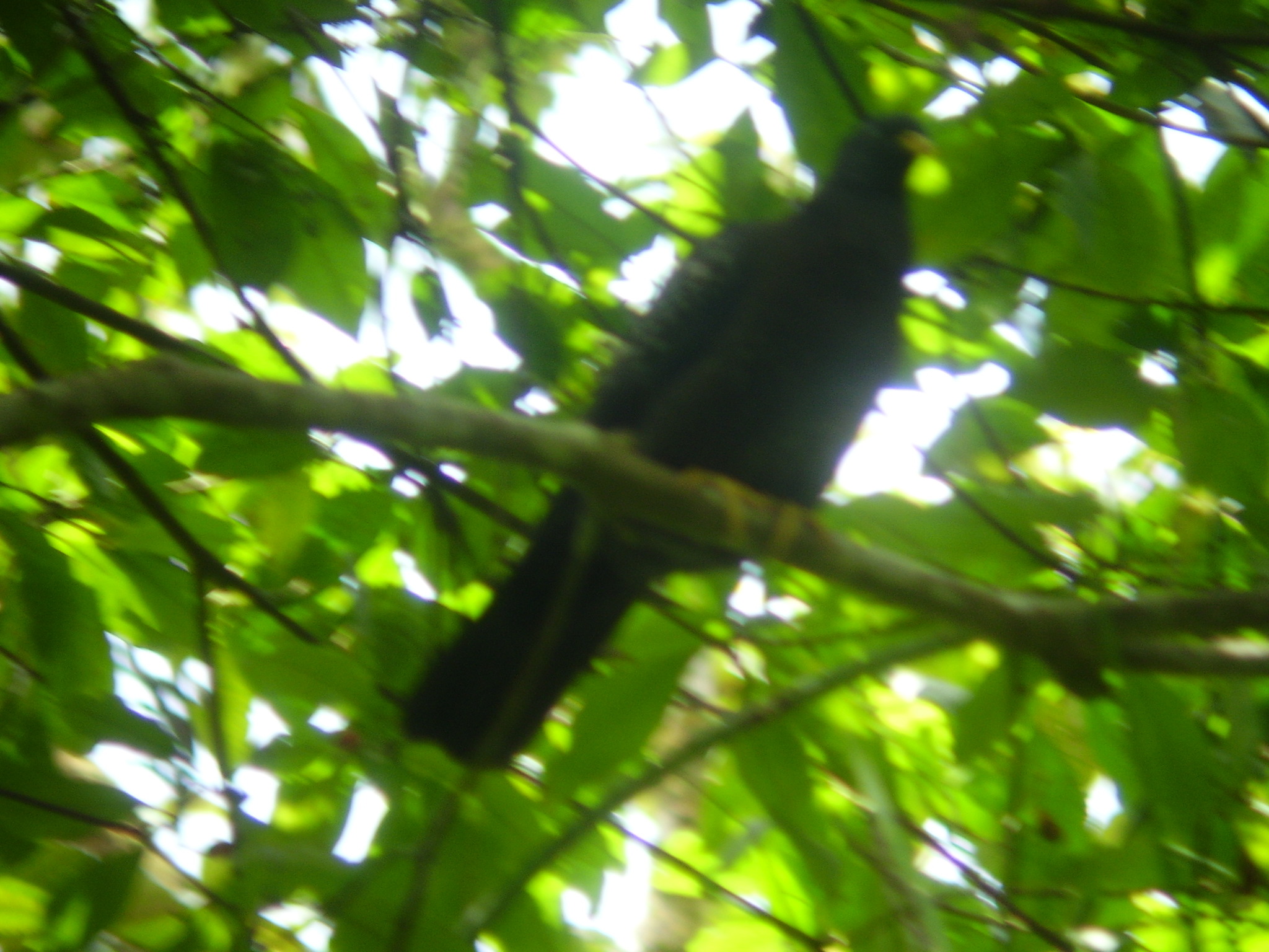Sao Tome Olive Pigeon (Columba thomensis), photo 6