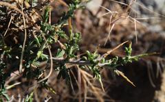 Melolobium candicans