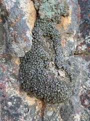 Conophytum luckhoffii