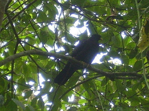 Sao Tome Olive Pigeon (Columba thomensis), photo 7