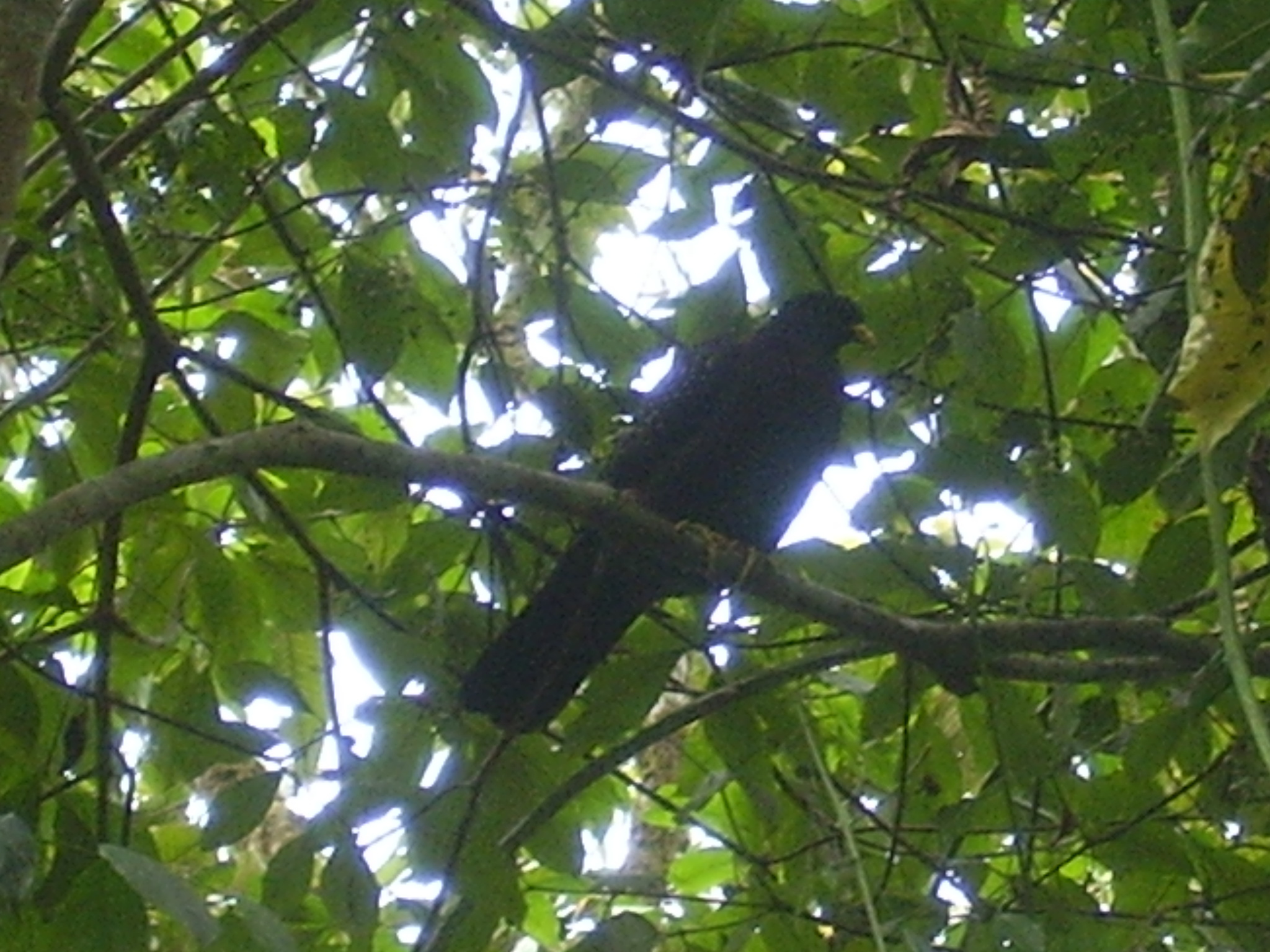 Sao Tome Olive Pigeon (Columba thomensis), photo 7