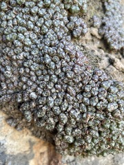 Conophytum luckhoffii