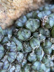 Conophytum luckhoffii