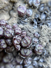 Conophytum luckhoffii