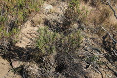Melolobium candicans