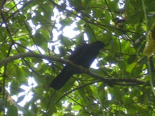 Sao Tome Olive Pigeon (Columba thomensis), photo 8