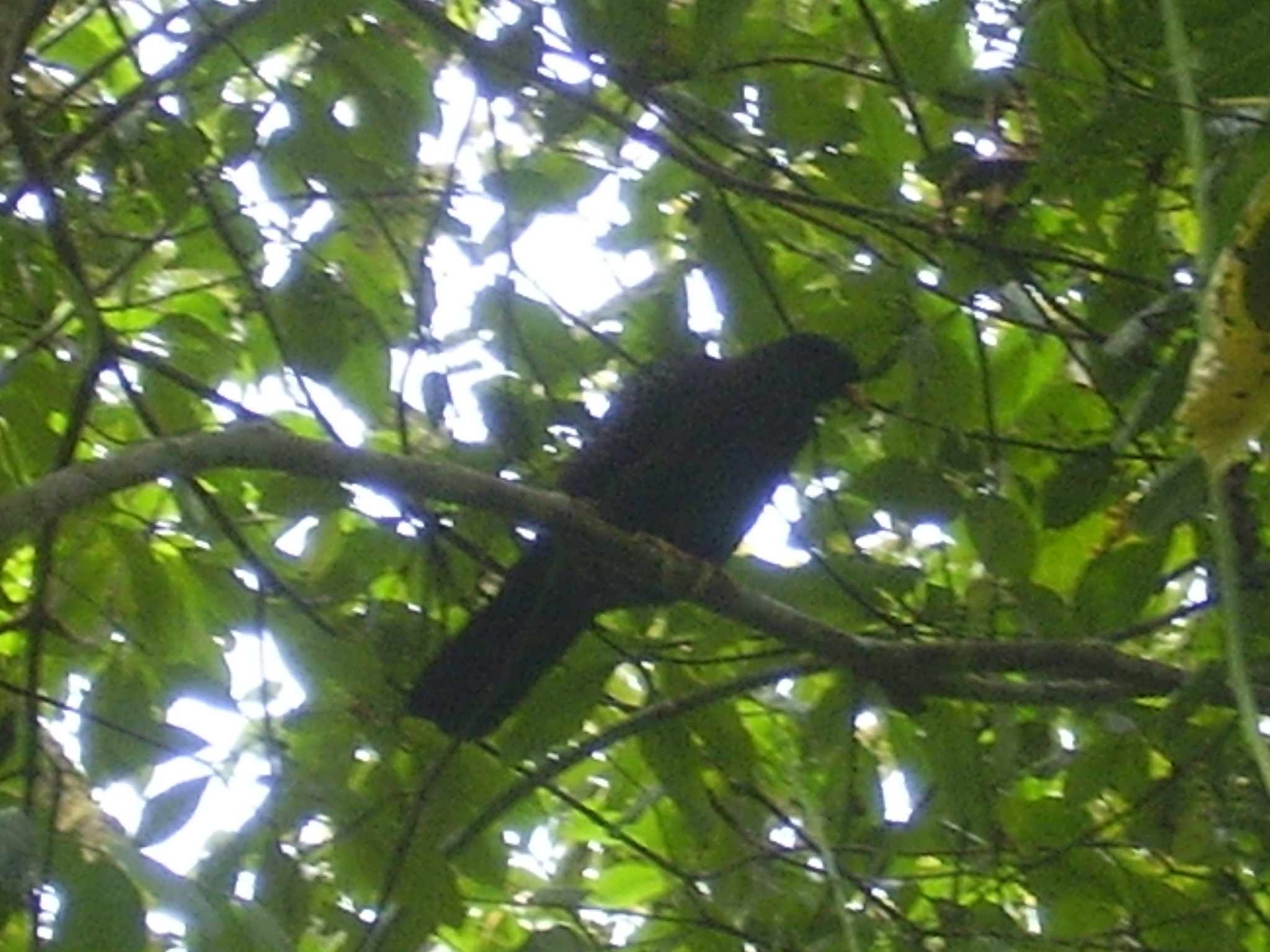 Sao Tome Olive Pigeon (Columba thomensis), photo 8