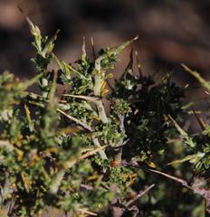 Melolobium candicans