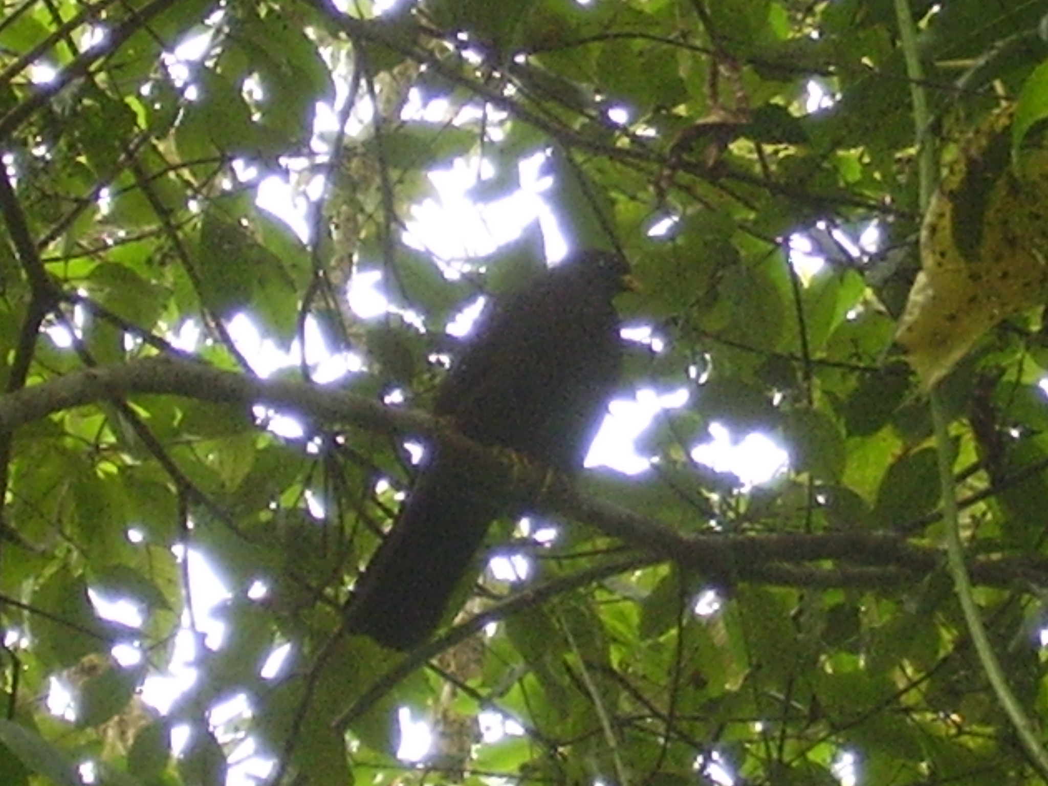 Sao Tome Olive Pigeon (Columba thomensis), photo 9