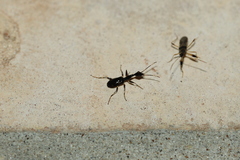 Colliuris caymanensis