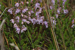 Calluna vulgaris