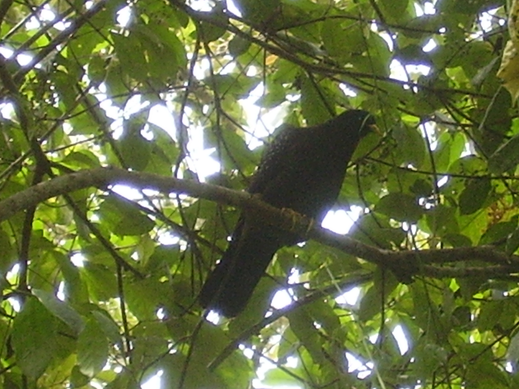 Sao Tome Olive Pigeon (Columba thomensis), photo 10